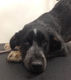 Wn-Sage-ADOPTED-6.19.15