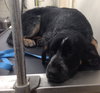 Wn-Sage-ADOPTED-6.19.15