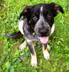 Wn-Sage-ADOPTED-6.19.15