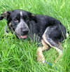 Wn-Sage-ADOPTED-6.19.15
