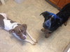 Wn-Sage-ADOPTED-6.19.15