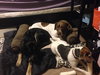 Wn-Sage-ADOPTED-6.19.15