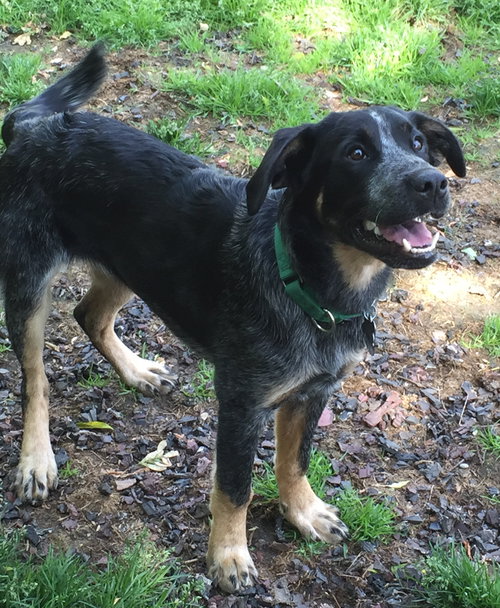 Wn-Sage-ADOPTED-6.19.15