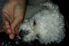 Cuddles-ADOPTED-6.28.15