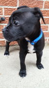 Poet - ADOPTED 07.02.15