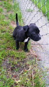 Poet - ADOPTED 07.02.15