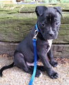Poet - ADOPTED 07.02.15