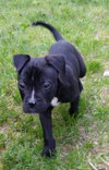 Poet - ADOPTED 07.02.15