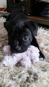 Poet - ADOPTED 07.02.15