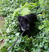 Poet - ADOPTED 07.02.15