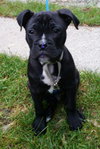 Poet - ADOPTED 07.02.15
