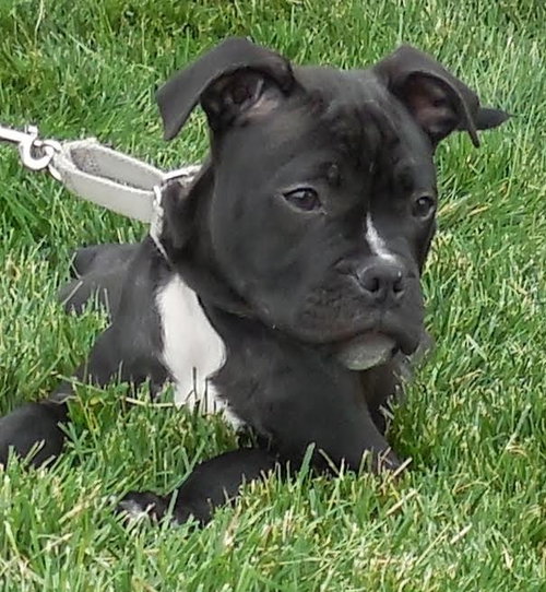 Poet - ADOPTED 07.02.15