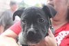 Poet - ADOPTED 07.02.15