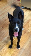 Shakira-ADOPTED-7.5.15