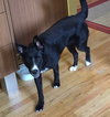 Shakira-ADOPTED-7.5.15