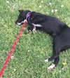 Shakira-ADOPTED-7.5.15