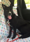 Shakira-ADOPTED-7.5.15