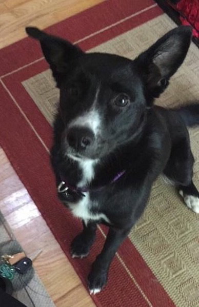 Shakira-ADOPTED-7.5.15