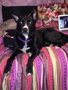 Shakira-ADOPTED-7.5.15