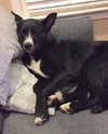 Shakira-ADOPTED-7.5.15