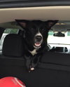 Shakira-ADOPTED-7.5.15