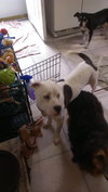 Clyde-ADOPTED-6.11.15