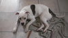Clyde-ADOPTED-6.11.15