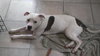 Clyde-ADOPTED-6.11.15