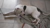 Clyde-ADOPTED-6.11.15