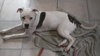 Clyde-ADOPTED-6.11.15