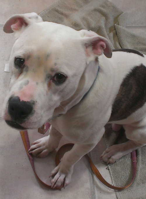 Clyde-ADOPTED-6.11.15