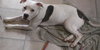 Clyde-ADOPTED-6.11.15