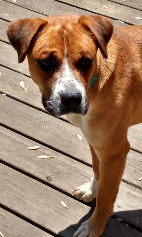 Hudson-ADOPTED-5.30.15