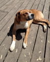Hudson-ADOPTED-5.30.15