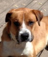 Hudson-ADOPTED-5.30.15