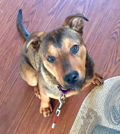 Toby-ADOPTED 06.09.15