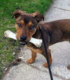 Toby-ADOPTED 06.09.15