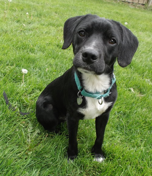 Mingo - ADOPTED 06.05.15