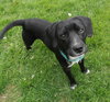 Mingo - ADOPTED 06.05.15