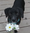 Mingo - ADOPTED 06.05.15