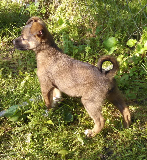 Xn Litter Heath Bar - ADOPTED 06.11.15