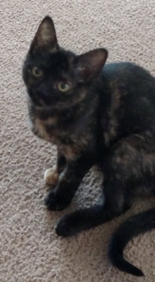 Priscilla - ADOPTED 06.02.15