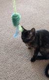Priscilla - ADOPTED 06.02.15