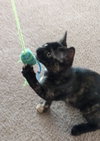 Priscilla - ADOPTED 06.02.15