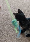 Priscilla - ADOPTED 06.02.15