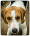 Ao-Tessa-ADOPTED-7.1.15