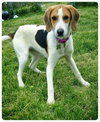 Ao-Tessa-ADOPTED-7.1.15