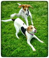 Ao-Tessa-ADOPTED-7.1.15