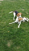 Ao-Tessa-ADOPTED-7.1.15