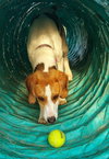 Ao-Tessa-ADOPTED-7.1.15